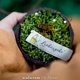 Этикетка тканая "Liebesgabe" 20*70мм, 100% полиэстер, Acufactum Ute Menze, 35284